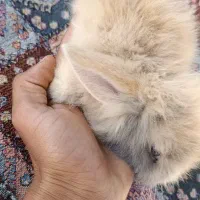 خرگوش لپ|موش و خرگوش|آبیک, |دیوار