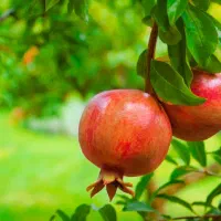انار فروشی کیلویی 90/000 تومان