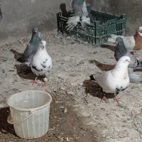 کبوتر دم سیاه جفت نر و ماده|پرنده|ملکان, |دیوار