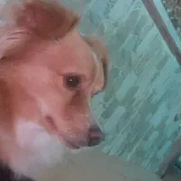 پامر روباهی|سگ|عباسآباد, |دیوار