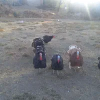 بوقلمون محلی