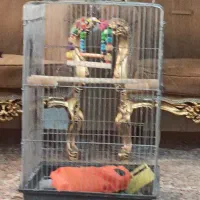 قفس عروس هلندی با لونه که روی قفس بسته میشه خودش