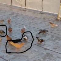 کبوتر ،معاوضه