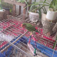 فروش طوطی برزیلی ،قیمت پانصد تومان|پرنده|برخوار, |دیوار