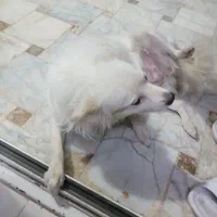 پامر۱ونیم ساله|سگ|یزد, |دیوار