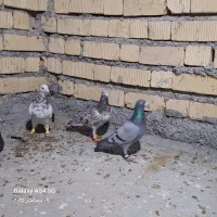 ۵کبوتر گرفتنی