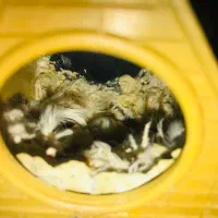 فنچ مولد|پرنده|محمدشهر, شهرک پیام (مهرالبرز)|دیوار