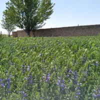 سبزی و میوه فروشی شجاعی|فعالیت داوطلبانه|بناب, |دیوار
