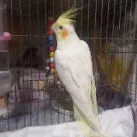 یک عدد عروس هلندی کاملا سالم|پرنده|فردیس, فرامرزیه|دیوار