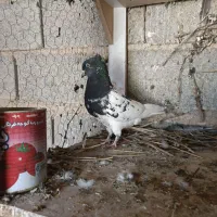 کله ماده|پرنده|شیراز, شهرک گلها|دیوار