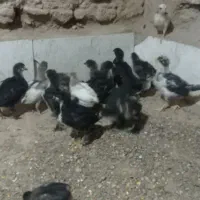 جوجه مرندی و گلین