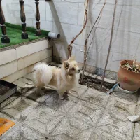 پامر روباهی