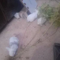 توله خرگوش لوپ