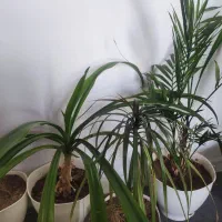 گل طبیعی|گل و گیاه طبیعی|شیراز, معالی‌آباد|دیوار