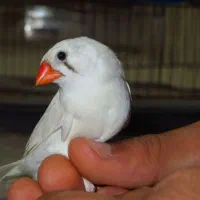 فنچ