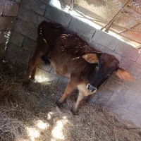 گاو فروشی|حیوانات مزرعه|سراوان, |دیوار