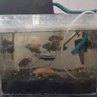 آکواریوم با لوازم کامل و ماهی