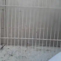 قفس جوجه پران مرغ عشق قناری فنچ عروس ترازو