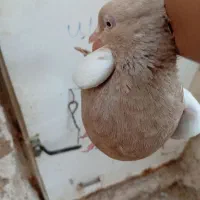کفتر