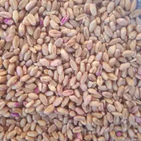 گندم|عمده‌فروشی|شباب, |دیوار