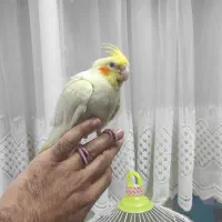 عروس هلندی دوماهه دستی