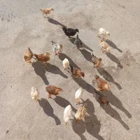 همه برای فروش هست