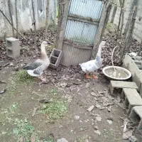 قوغاز اصیل و غاز دورگ