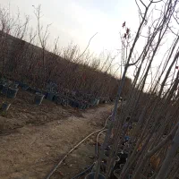 انواع گل و نهال|خدمات باغبانی و درختکاری|ماهدشت, |دیوار