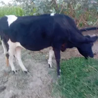 گاو