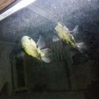 ماهی اسکار
