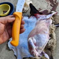 پوست کن ویکتورینوکس کله گاوی اصل سوئیس