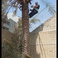 قطع نخل بریدن نخل هرس تمیز سم پاشی انواع درخت