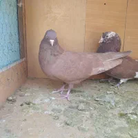 کفترانگلیسی اصل وتهرانی|پرنده|ملارد, |دیوار