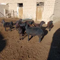 ۱۰ عدد میش قزل افشار