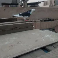 کبوتر پرشی کفتر|پرنده|تهران, مشیریه|دیوار