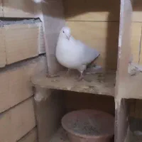 باسلام|پرنده|همدان, |دیوار