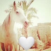 اسب|اسب و تجهیزات اسبسواری|برازجان, |دیوار