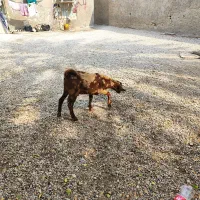 کهره نهر تکاوری|حیوانات مزرعه|بندر دیر, |دیوار
