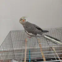 عروس هلندی ماده سخنگو