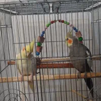 یک جفت عروس هلندی|پرنده|بندر انزلی, طالب آباد|دیوار