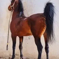 نریان سواریدار