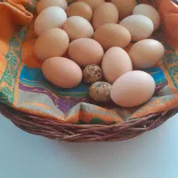 تخم نطفه دار