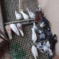 ۴۰ تا کبوتر فروش یکجا دونه ای ۵۰۰ هزار
