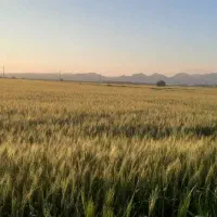 اجاره یکساله زمین کشاورزی روستای سنا|اجارهٔ دفتر صنعتی، کشاورزی، تجاری|شنبه و طسوج, |دیوار
