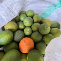 پرتقال و نارنج