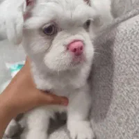 فروش فوری سگ پکینیز امپریال