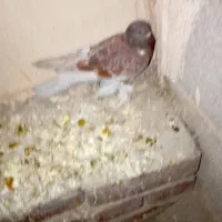 کبوتر|پرنده|آذرشهر, |دیوار