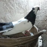 جوانه نقابی