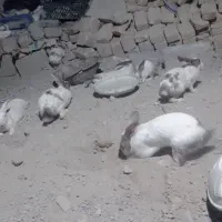 خرگوش