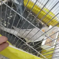 جفت عروس هلندی با قفس و وسایل دستی با یه اشانتیون|پرنده|بومهن, |دیوار